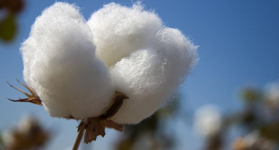 Executive proposes to implement productive corridor for cotton industrialization
