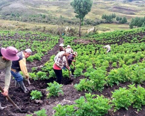 IMPORTANCIA. El campo es uno de los sectores que más empleo genera en el país.