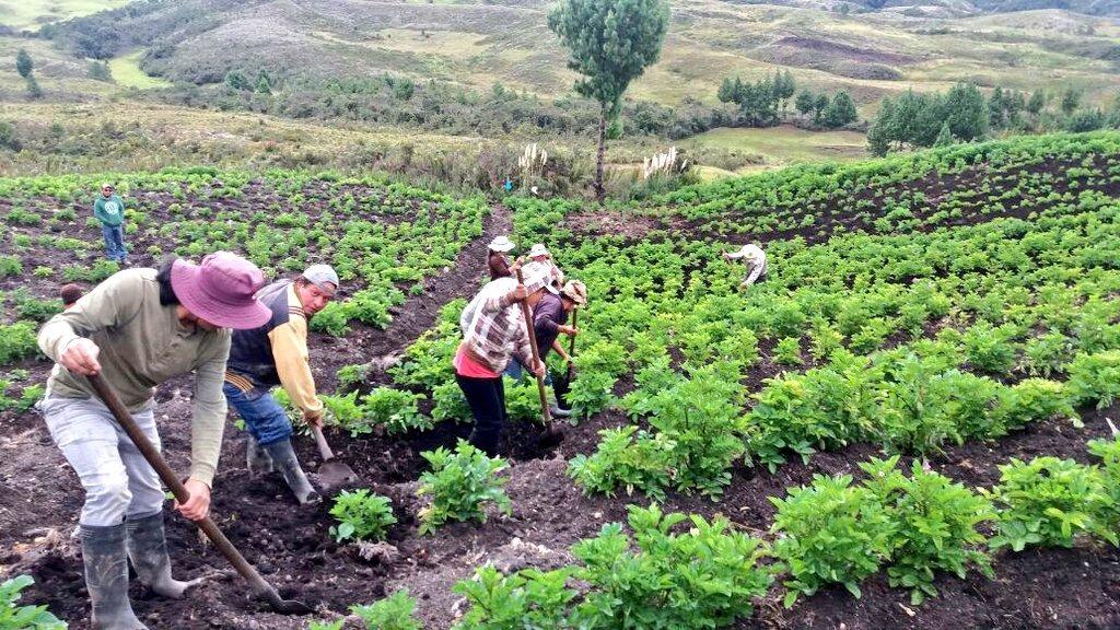 IMPORTANCIA. El campo es uno de los sectores que más empleo genera en el país.