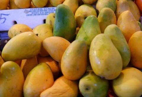 FEDA: Darán apoyo a los productores de mango