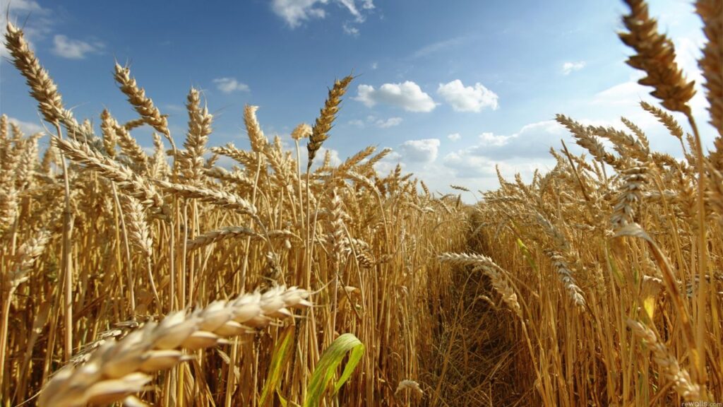 Faced with the escalation of prices due to the conflict in Ukraine, the Government created a wheat trust