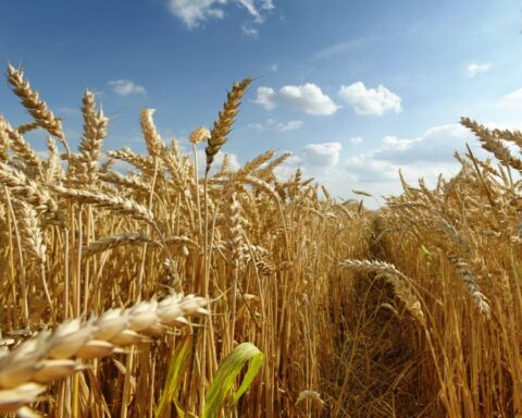 Faced with the escalation of prices due to the conflict in Ukraine, the Government created a wheat trust