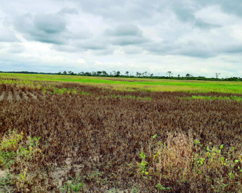 Farmers warn meat prices rise due to war