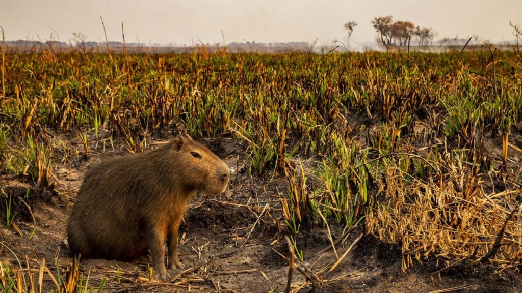 Fires in Corrientes: the Ministry of the Environment rescues the surviving wildlife