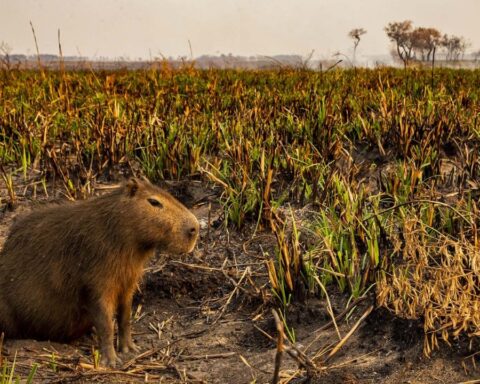 Fires in Corrientes: the Ministry of the Environment rescues the surviving wildlife