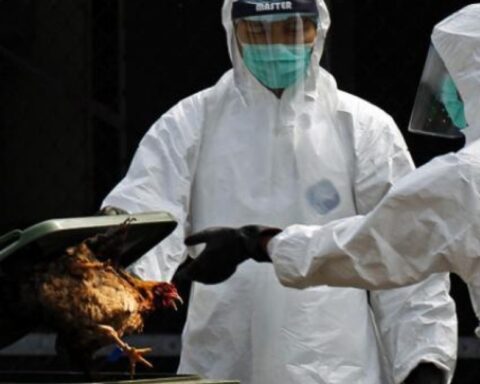 France culls 10 million birds in bird flu outbreak