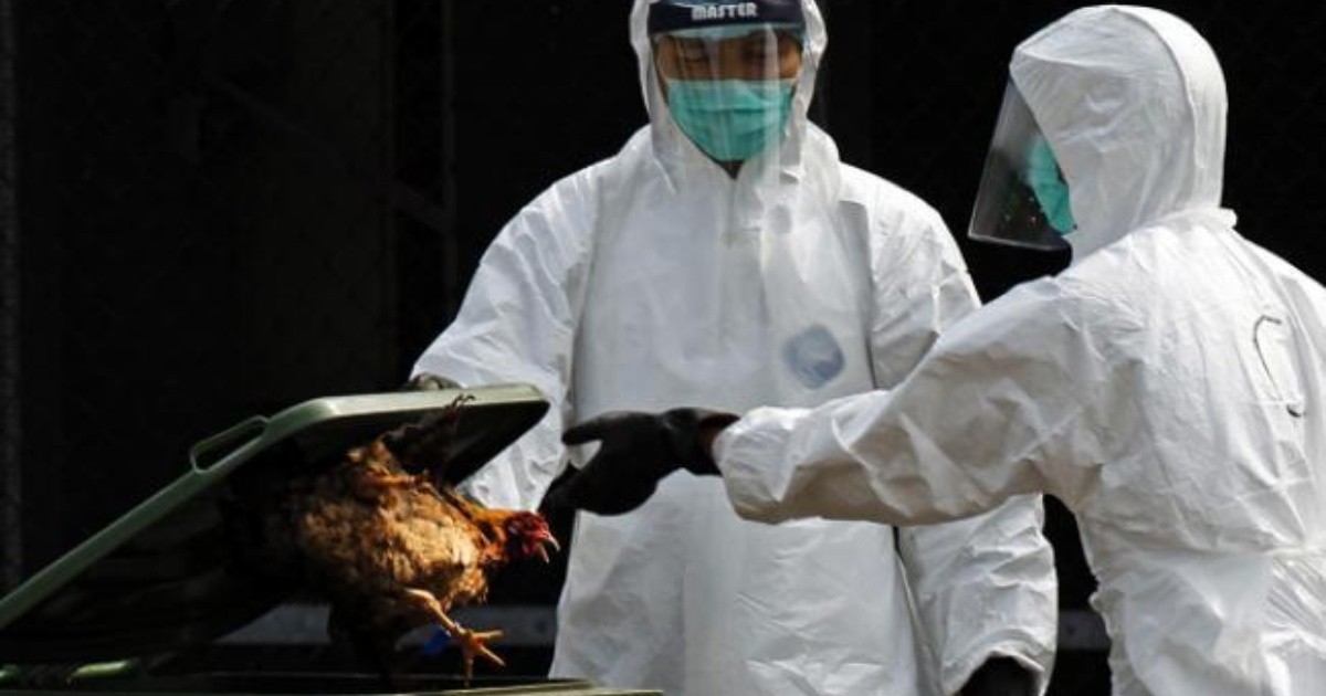 France culls 10 million birds in bird flu outbreak