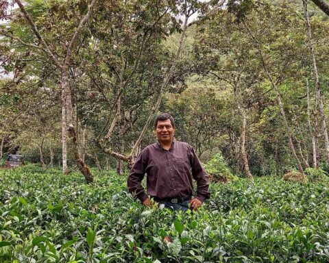 Germán Povea, businessman: “We are the only ones in Peru that make special tea”