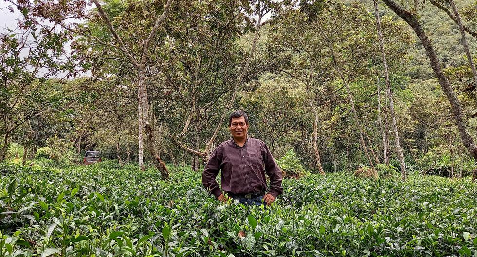 Germán Povea, businessman: “We are the only ones in Peru that make special tea”