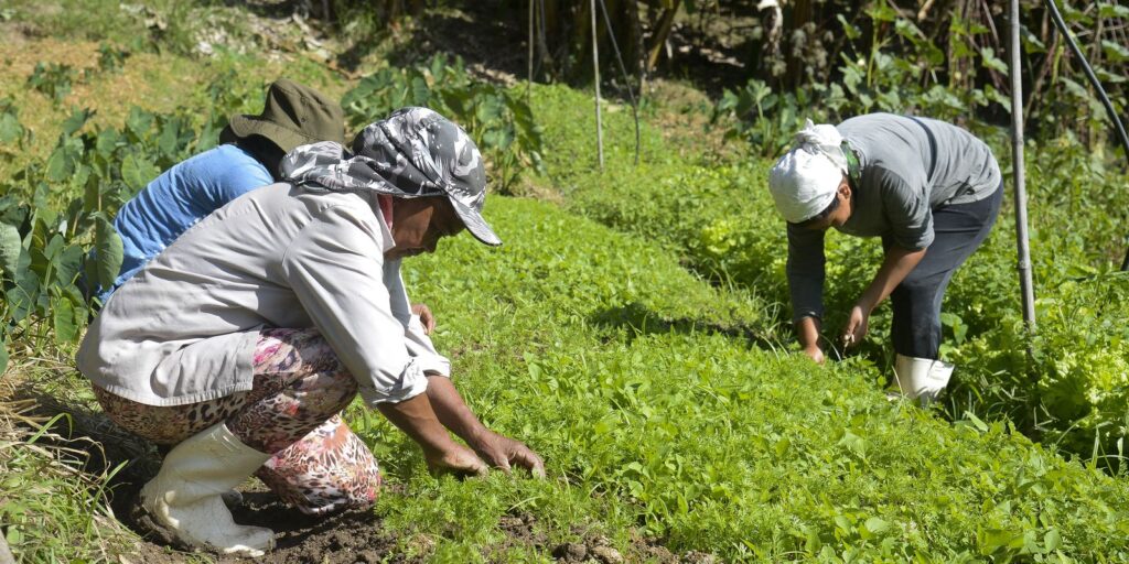 Government and FAO prepare to launch the Rural Women's Observatory