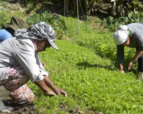 Government and FAO prepare to launch the Rural Women's Observatory