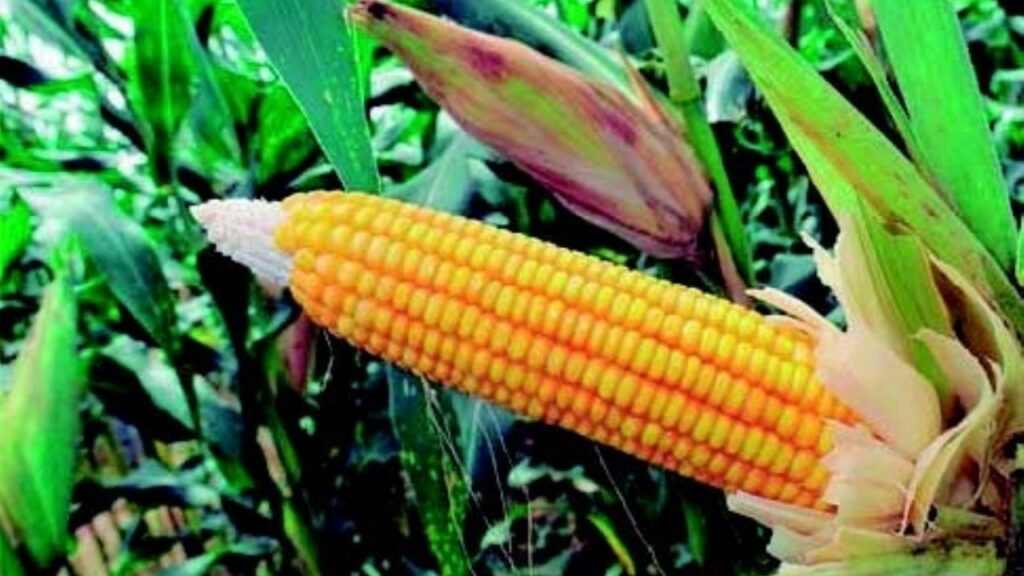 Government announces that it will collect 80,000 tons of corn to guarantee food prices