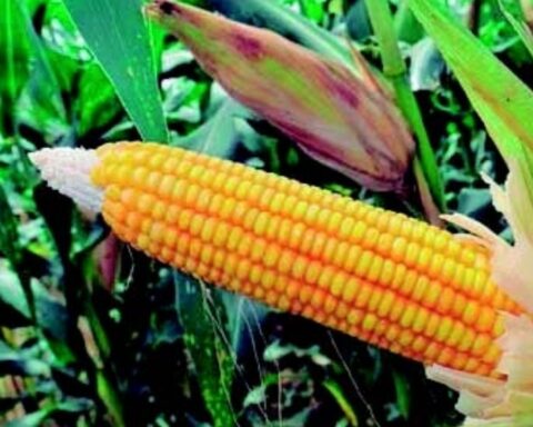 Government announces that it will collect 80,000 tons of corn to guarantee food prices