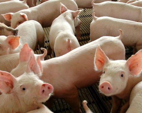 Government starts second stage of vaccination against classical swine fever