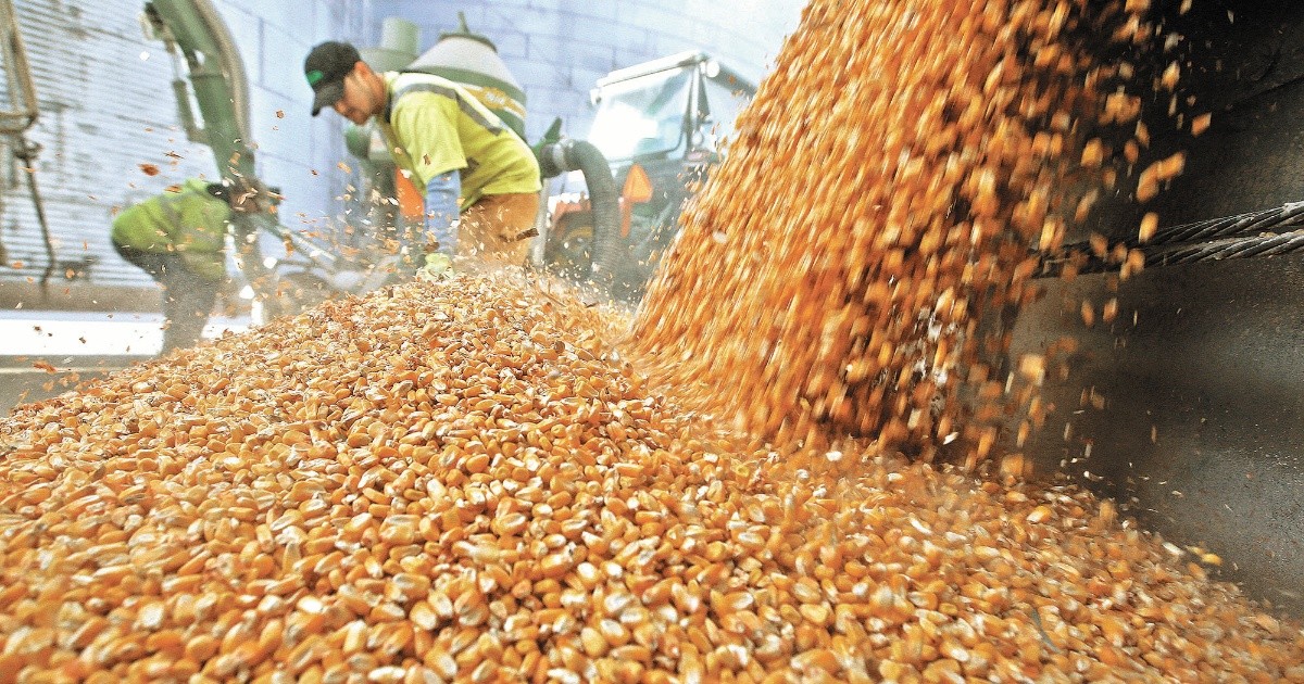 Grains lead companies to lose 24,661 million pesos on the Stock Market