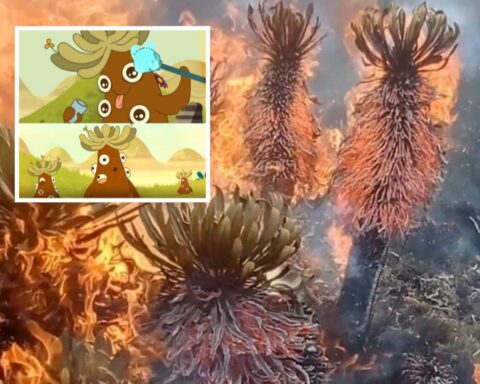 Frailejón Tota incendio páramo