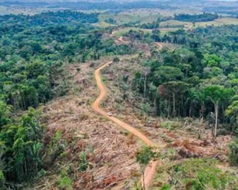 In one day, 500 hectares of forest are deforested in Colombia