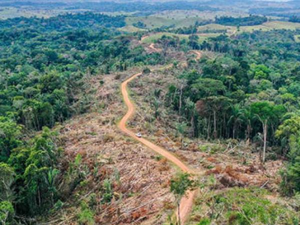 In one day, 500 hectares of forest are deforested in Colombia