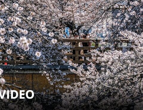 Japan celebrates the festival of Sakura, the blossoming of the cherry trees