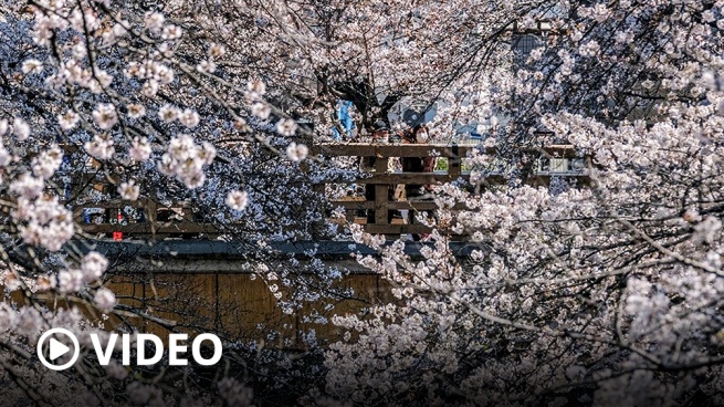 Japan celebrates the festival of Sakura, the blossoming of the cherry trees