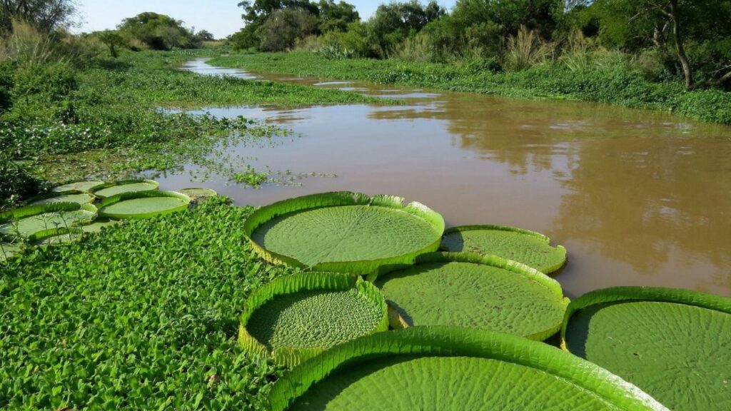 Legislators resubmit the Wetlands Law project in Congress