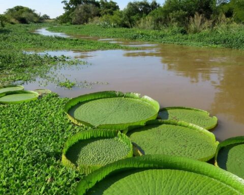 Legislators resubmit the Wetlands Law project in Congress