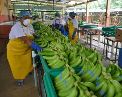 Más de $705 millones en banano se vendieron en el mercado ruso durante 2021.