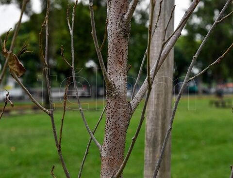 Neighbors will try to prevent the felling of trees with a symbolic hug in the Lower Buenos Aires