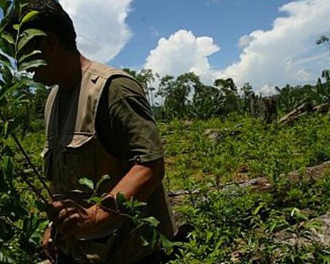 Only 4% of coca leaf crops will be eradicated in the Vraem