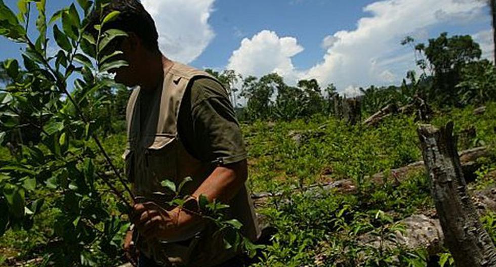 Only 4% of coca leaf crops will be eradicated in the Vraem