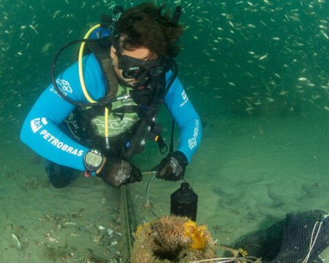 Reproductive aggregation of groupers is found in São Francisco do Sul