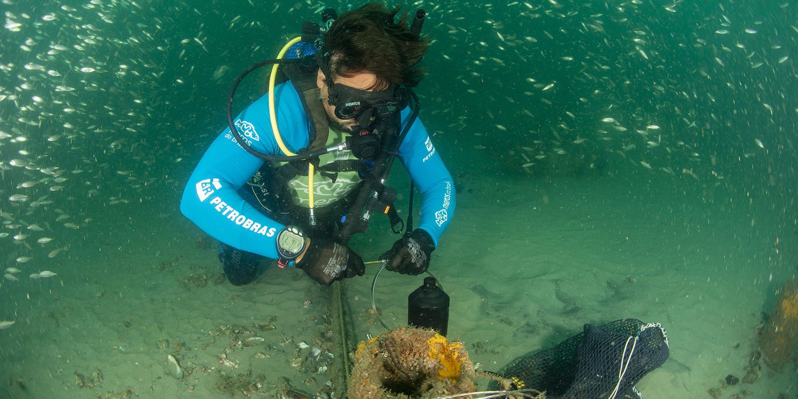 Reproductive aggregation of groupers is found in São Francisco do Sul