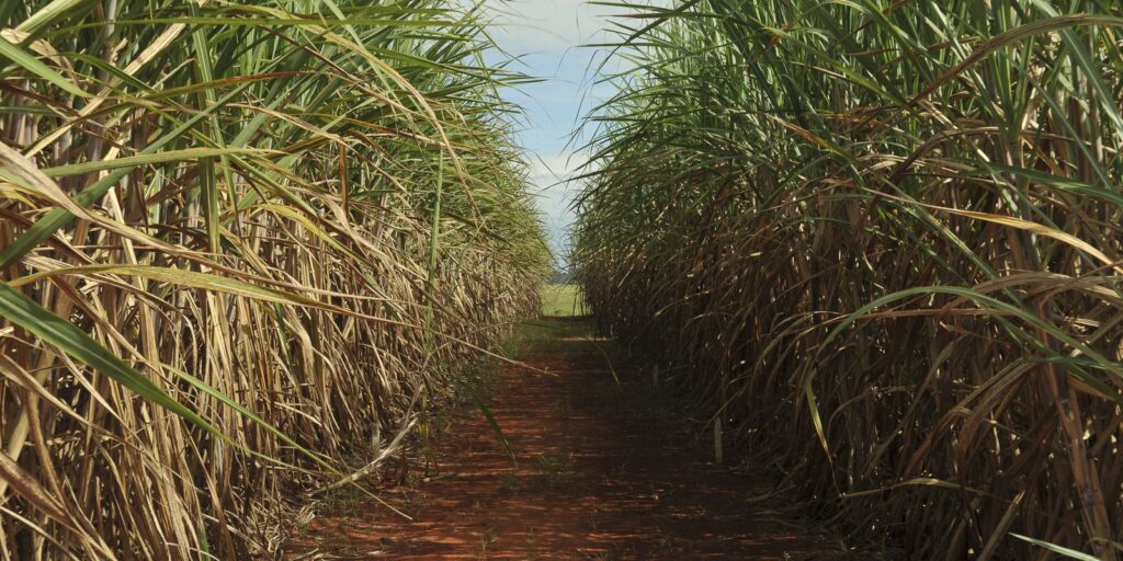 Researchers discover compounds that inhibit fungus that attacks sugarcane fields