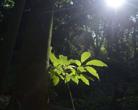 Rio will have a stock exchange for the purchase of carbon credits