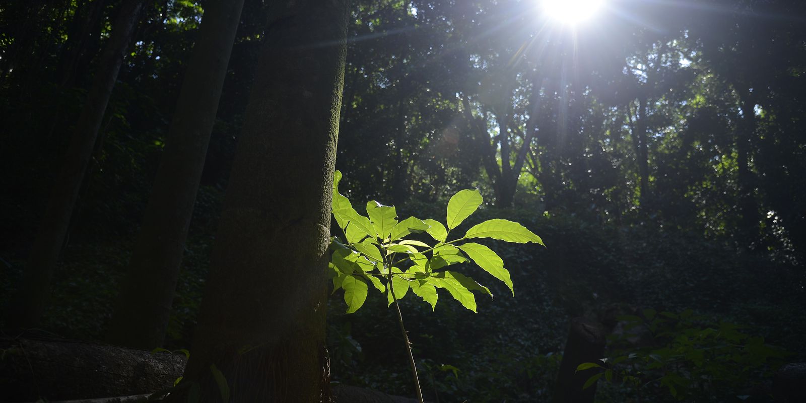 Rio will have a stock exchange for the purchase of carbon credits