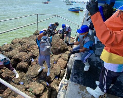 Sanitary certification in Sechura Bay will promote thousands of local jobs in mariculture