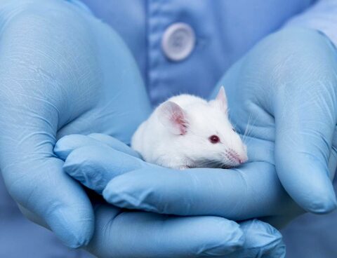 Scientists managed to rejuvenate mice by "cell reprogramming