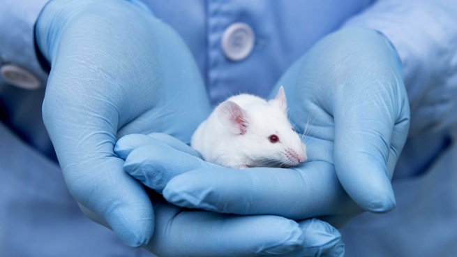 Scientists managed to rejuvenate mice by "cell reprogramming