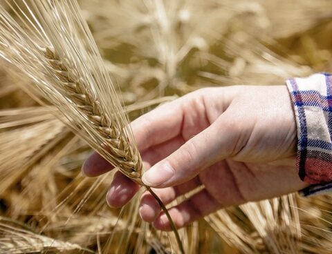 The Government agreed to a trust for the domestic market of 800 thousand tons of wheat