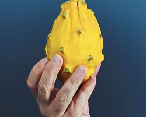 The Latin American pitahaya sees a great future in the Asian and North American market