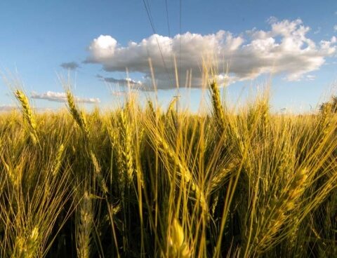 The rise in the price of wheat continues in the face of global shortages