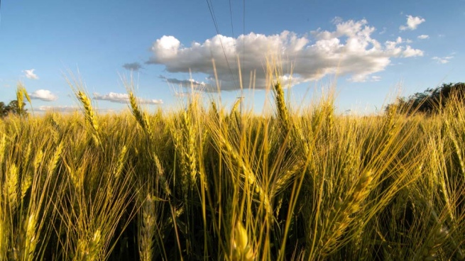 The rise in the price of wheat continues in the face of global shortages