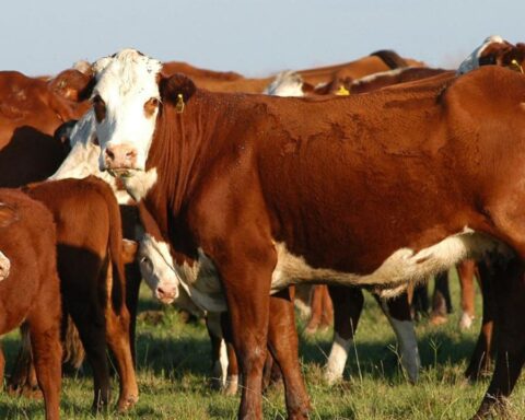 The supply of meat will be affected by the forest fires in Corrientes