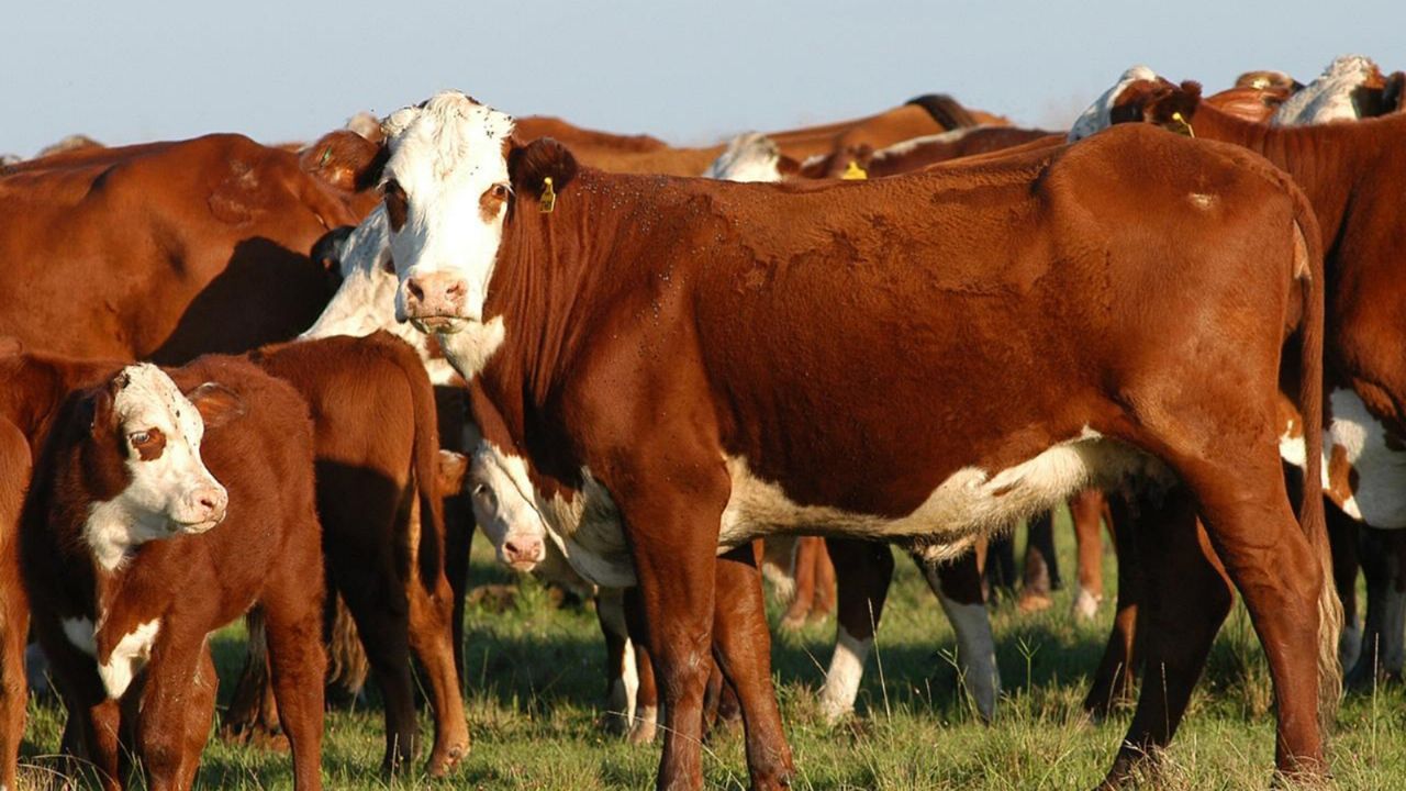 The supply of meat will be affected by the forest fires in Corrientes