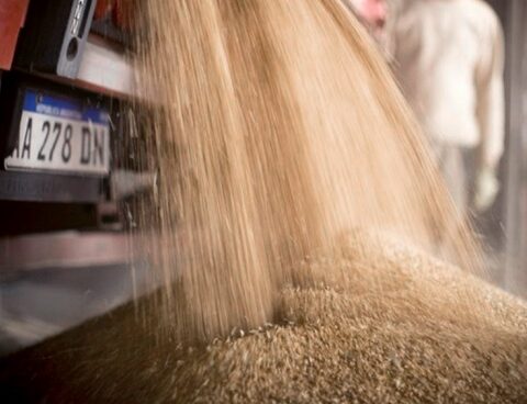 They analyze how to contain the rise in flour, which affects the production of bakers