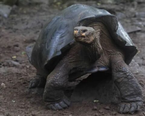 Descubren una nueva tortuga en las Islas Galápagos