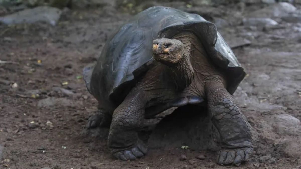 Descubren una nueva tortuga en las Islas Galápagos