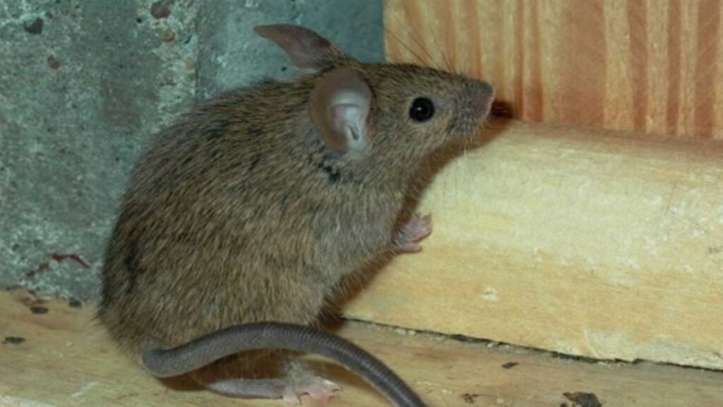 They find mouse feces in a salteñas business