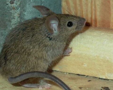 They find mouse feces in a salteñas business