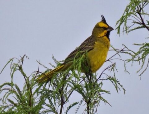 They found more than a hundred exotic and endangered birds that were going to be marketed